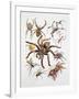 Some Species of Spiders, Argiopidae, Drawing-null-Framed Giclee Print