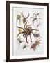 Some Species of Spiders, Argiopidae, Drawing-null-Framed Giclee Print