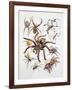 Some Species of Spiders, Argiopidae, Drawing-null-Framed Giclee Print