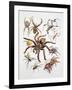 Some Species of Spiders, Argiopidae, Drawing-null-Framed Giclee Print