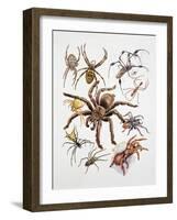 Some Species of Spiders, Argiopidae, Drawing-null-Framed Giclee Print