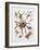 Some Species of Spiders, Argiopidae, Drawing-null-Framed Giclee Print