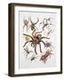 Some Species of Spiders, Argiopidae, Drawing-null-Framed Giclee Print