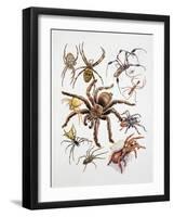 Some Species of Spiders, Argiopidae, Drawing-null-Framed Giclee Print