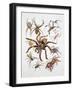 Some Species of Spiders, Argiopidae, Drawing-null-Framed Giclee Print