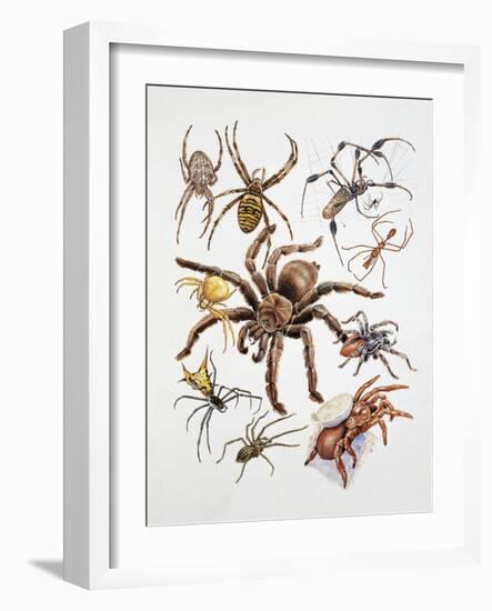 Some Species of Spiders, Argiopidae, Drawing-null-Framed Giclee Print