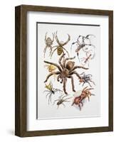 Some Species of Spiders, Argiopidae, Drawing-null-Framed Giclee Print