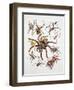 Some Species of Spiders, Argiopidae, Drawing-null-Framed Giclee Print