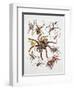 Some Species of Spiders, Argiopidae, Drawing-null-Framed Giclee Print