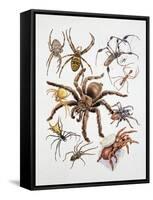 Some Species of Spiders, Argiopidae, Drawing-null-Framed Stretched Canvas