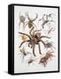 Some Species of Spiders, Argiopidae, Drawing-null-Framed Stretched Canvas