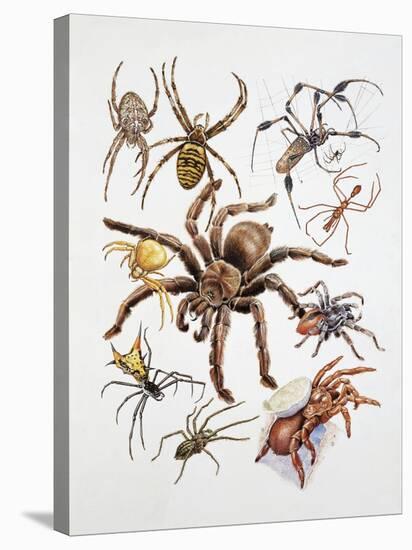 Some Species of Spiders, Argiopidae, Drawing-null-Stretched Canvas