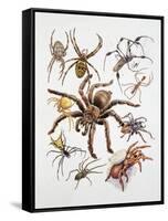 Some Species of Spiders, Argiopidae, Drawing-null-Framed Stretched Canvas