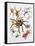 Some Species of Spiders, Argiopidae, Drawing-null-Framed Stretched Canvas