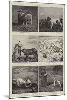 Some Studies of Animal Life by Instantaneous Photography-null-Mounted Giclee Print