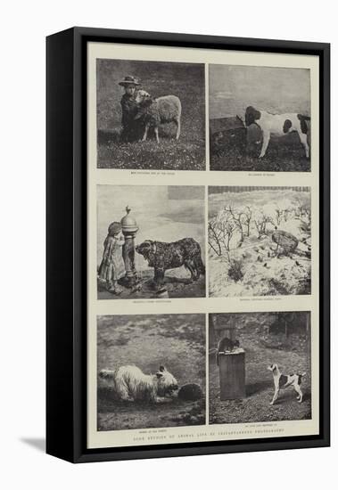 Some Studies of Animal Life by Instantaneous Photography-null-Framed Stretched Canvas