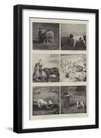 Some Studies of Animal Life by Instantaneous Photography-null-Framed Giclee Print