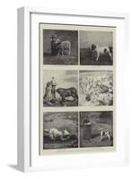 Some Studies of Animal Life by Instantaneous Photography-null-Framed Giclee Print