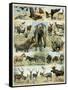 Some Wild Animals of the World-null-Framed Stretched Canvas