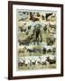 Some Wild Animals of the World-null-Framed Giclee Print