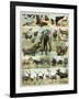 Some Wild Animals of the World-null-Framed Giclee Print