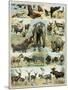 Some Wild Animals of the World-null-Mounted Giclee Print