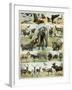 Some Wild Animals of the World-null-Framed Giclee Print