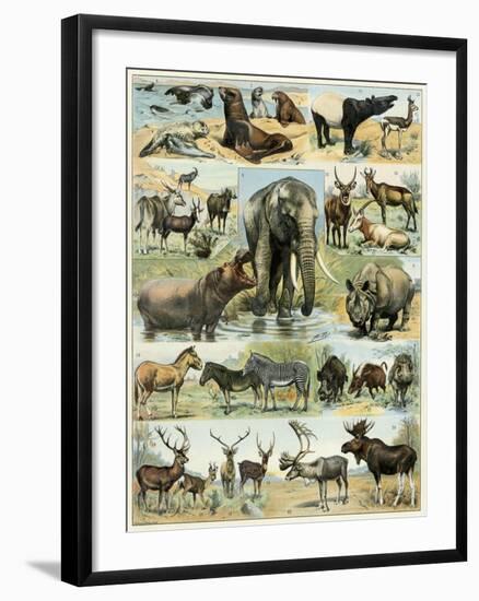 Some Wild Animals of the World-null-Framed Giclee Print