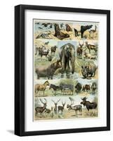 Some Wild Animals of the World-null-Framed Giclee Print