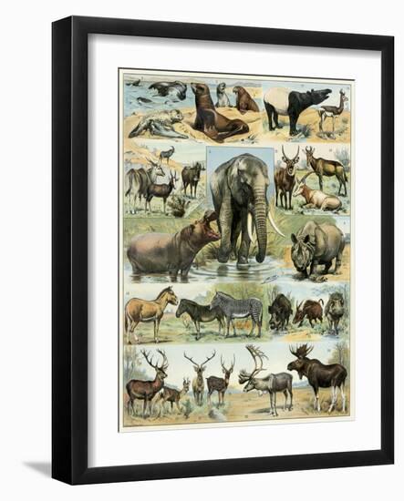 Some Wild Animals of the World-null-Framed Giclee Print