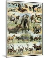 Some Wild Animals of the World-null-Mounted Giclee Print