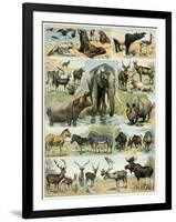 Some Wild Animals of the World-null-Framed Giclee Print