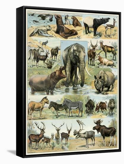 Some Wild Animals of the World-null-Framed Stretched Canvas
