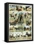 Some Wild Animals of the World-null-Framed Stretched Canvas