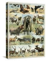 Some Wild Animals of the World-null-Stretched Canvas