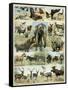 Some Wild Animals of the World-null-Framed Stretched Canvas