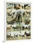 Some Wild Animals of the World-null-Framed Giclee Print