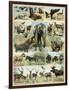 Some Wild Animals of the World-null-Framed Giclee Print