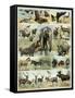 Some Wild Animals of the World-null-Framed Stretched Canvas