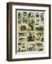 Some Wild Animals of the World-null-Framed Premium Giclee Print