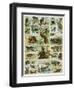 Some Wild Animals of the World-null-Framed Premium Giclee Print