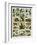Some Wild Animals of the World-null-Framed Premium Giclee Print