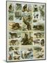 Some Wild Animals of the World-null-Mounted Premium Giclee Print