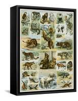 Some Wild Animals of the World-null-Framed Stretched Canvas