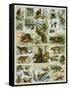 Some Wild Animals of the World-null-Framed Stretched Canvas