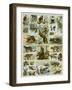 Some Wild Animals of the World-null-Framed Premium Giclee Print