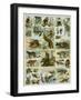 Some Wild Animals of the World-null-Framed Premium Giclee Print