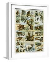 Some Wild Animals of the World-null-Framed Premium Giclee Print