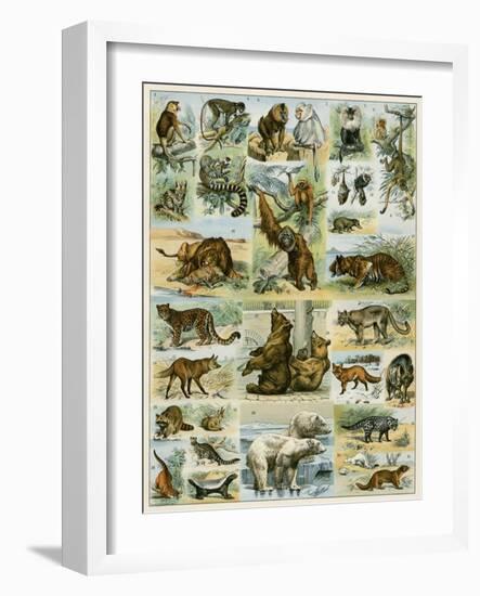 Some Wild Animals of the World-null-Framed Premium Giclee Print