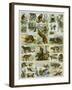 Some Wild Animals of the World-null-Framed Giclee Print